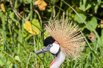 Grijze kroonkraanvogel, Murchison Falls NP, Uganda