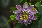 Passiflora caerulea, Blauwe passiebloem, OrchideeÃ«nhoeve