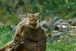 Wilde kat, wildpark Gangelt