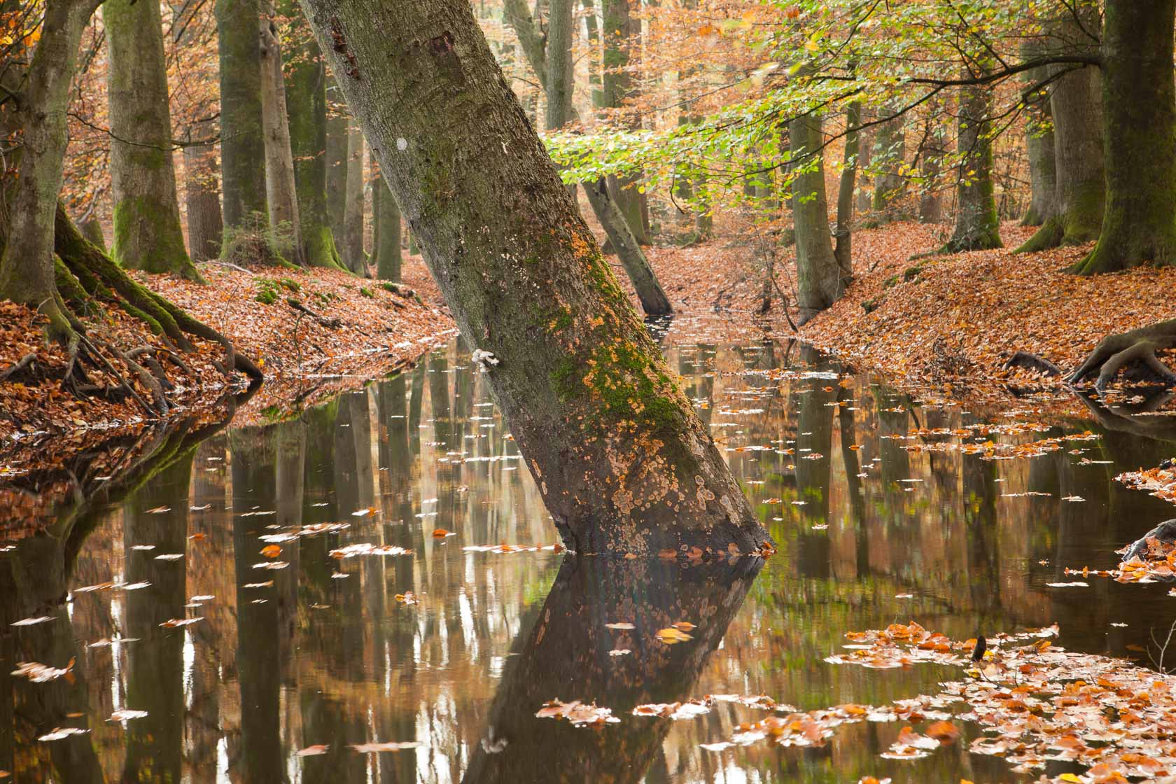 Hierdense beek