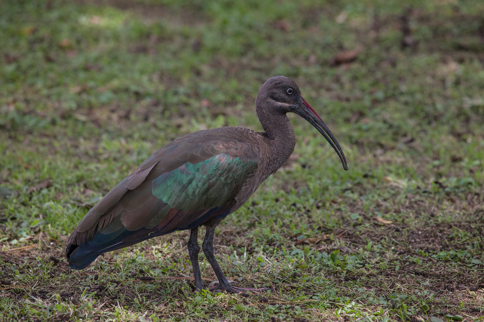 <span style="font-family: Verdana; font-size: 16px; color: #FFFFFF;">Hadada ibis, Kisoro, Uganda</span>