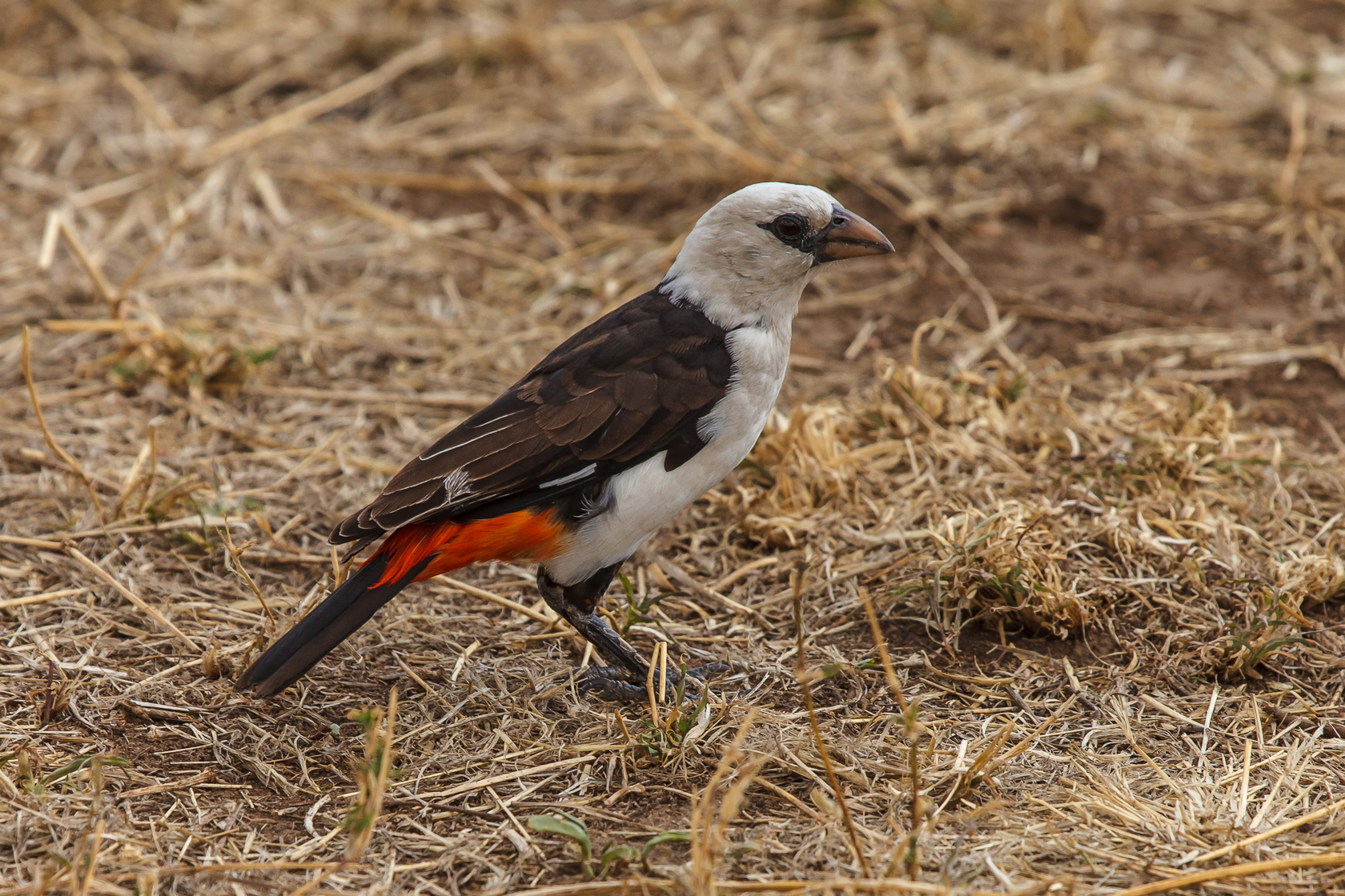 <span style="font-family: Verdana; font-size: 16px; color: #FFFFFF;">Witkopbuffelwever, Serengeti, Tanzania</span>
