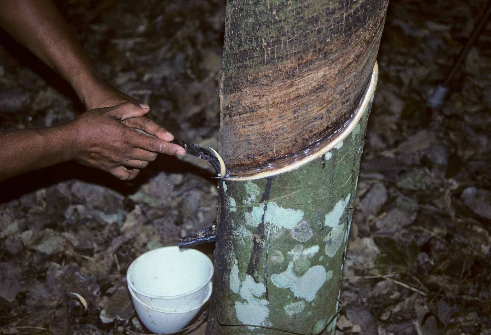 <span style="font-family: Verdana; font-size: 16px; color: ">Rubberboom</span>