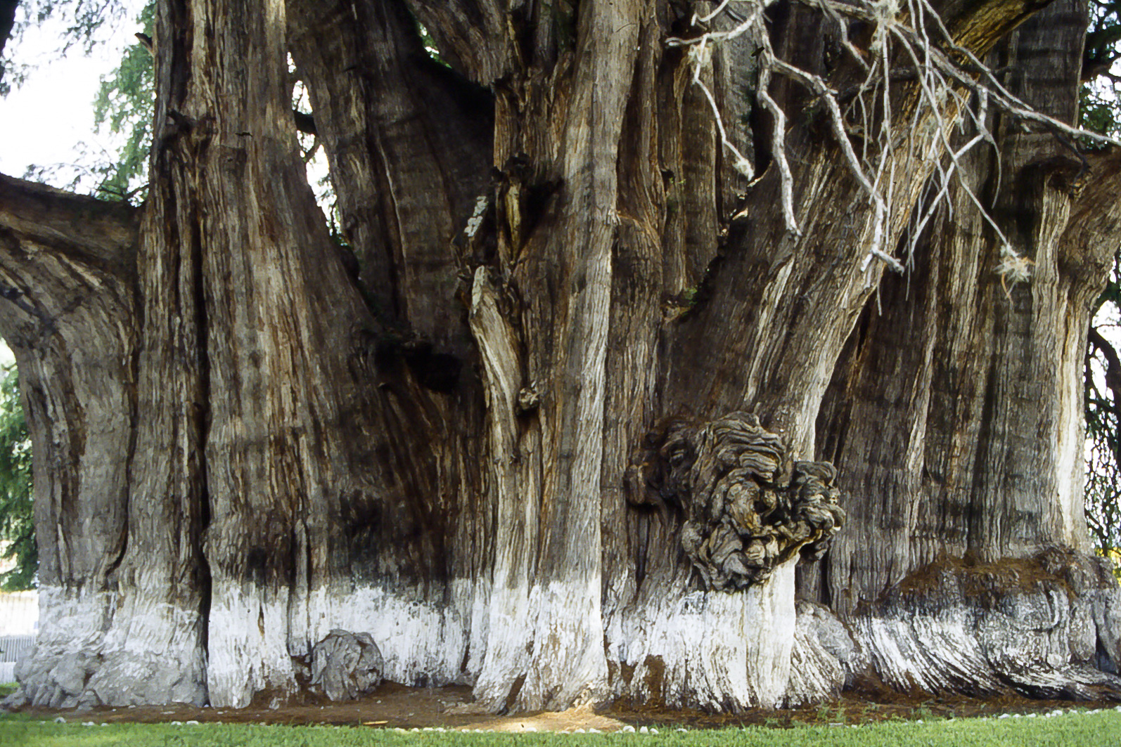 <span style="font-family: Verdana; font-size: 16px; color: ">De boom van El Tule</span>