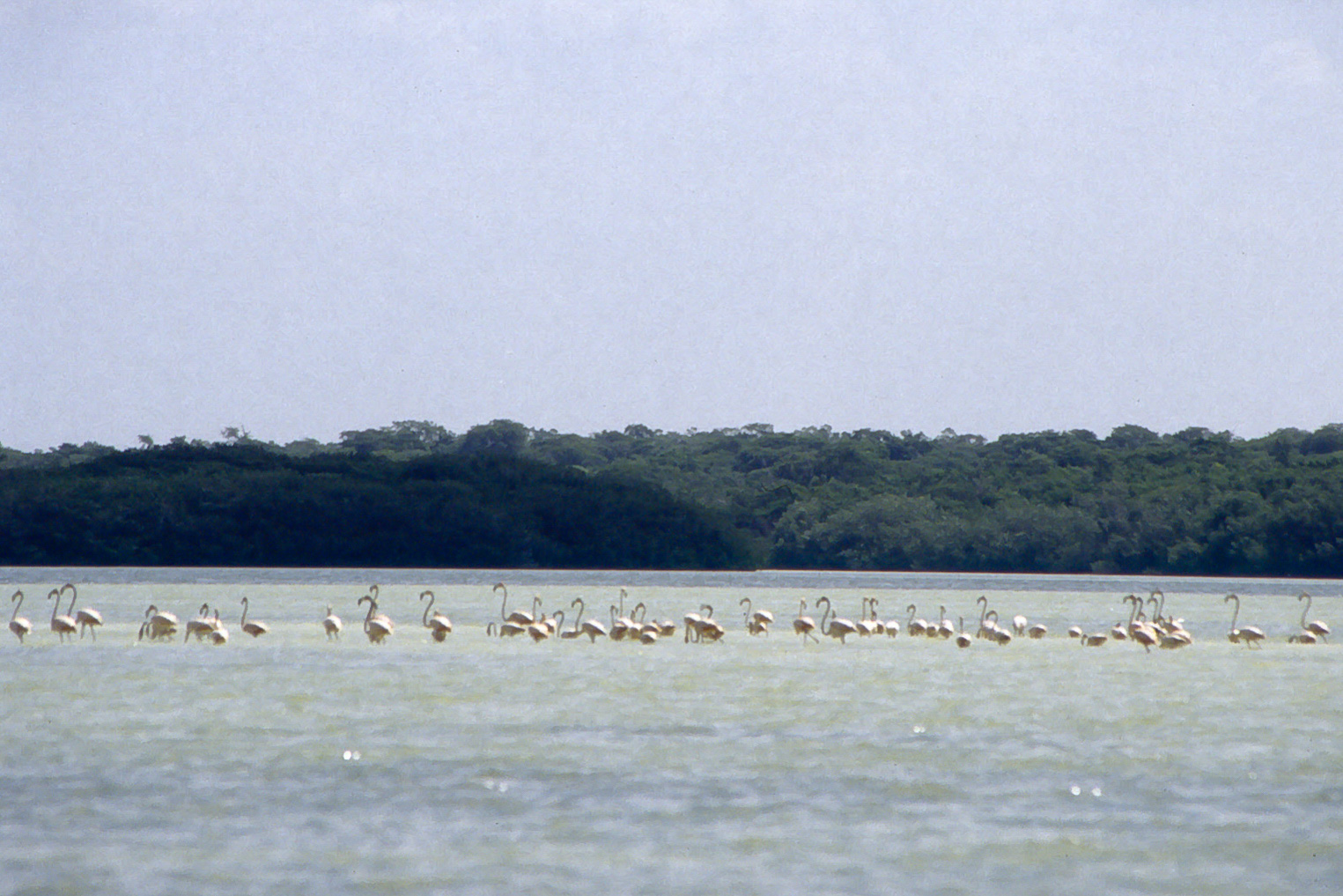 <span style="font-family: Verdana; font-size: 16px; color: ">Flamingo reservaat, Celestun</span>