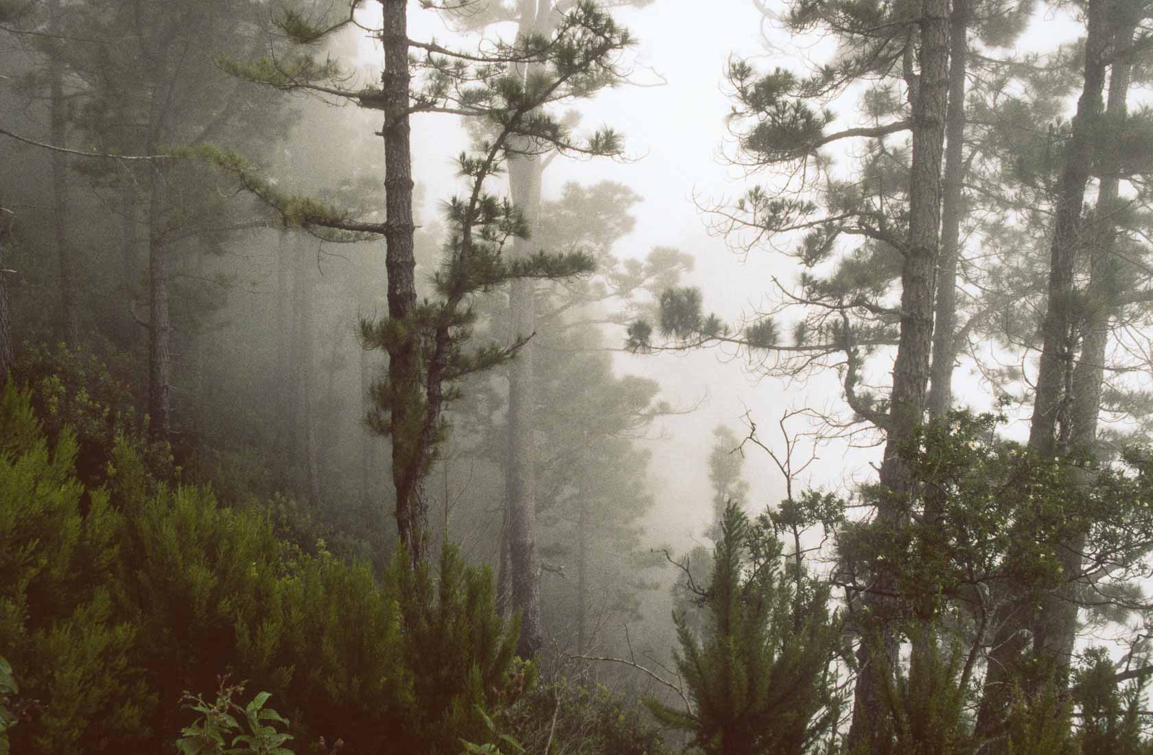 <span style="font-family: Verdana; font-size: 16px; color: #FFFFFF;">Nevel in het bos</span>