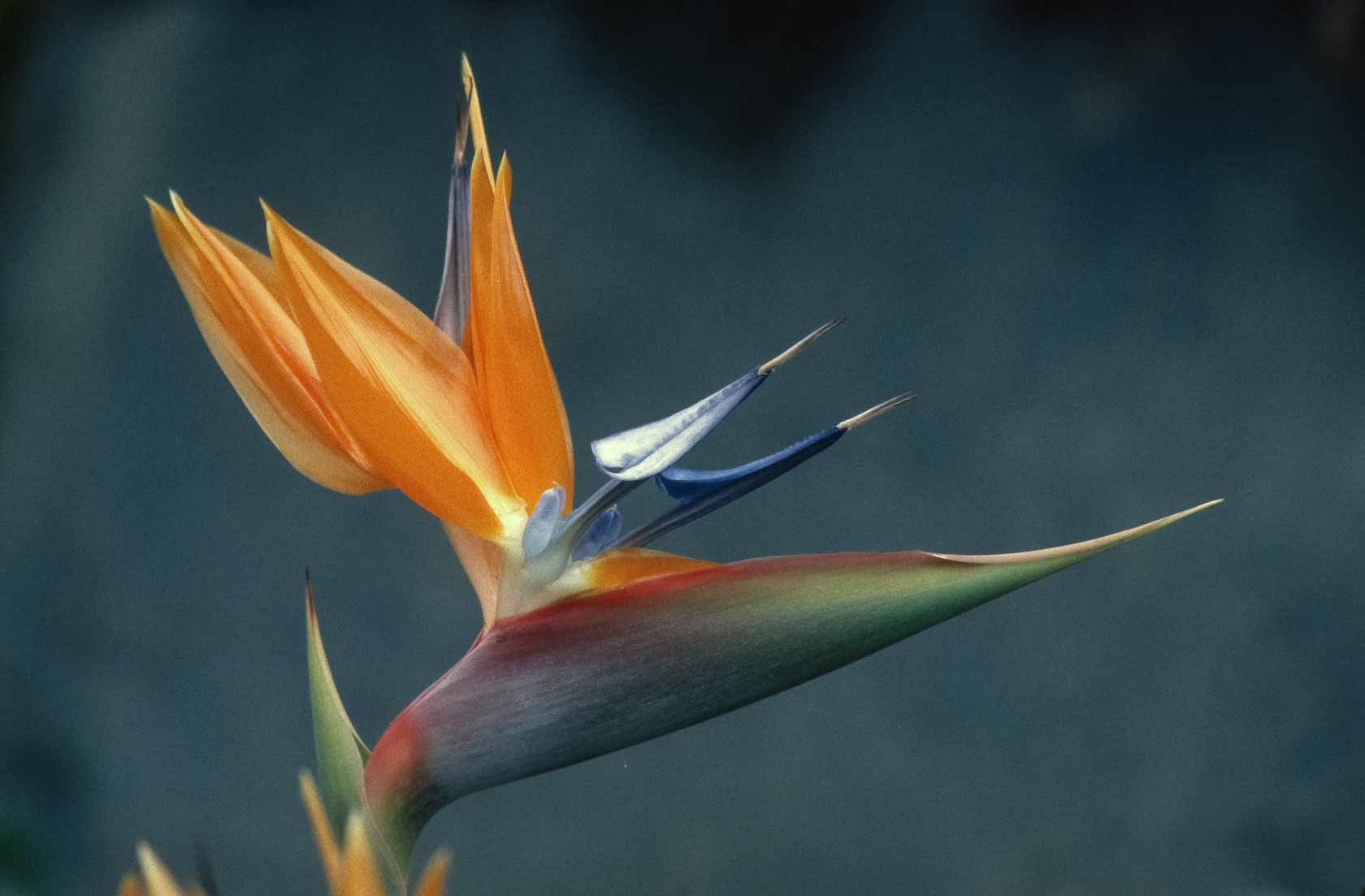 <span style="font-family: Verdana; font-size: 16px; color: #FFFFFF;">Paradijsvogelbloem</span>