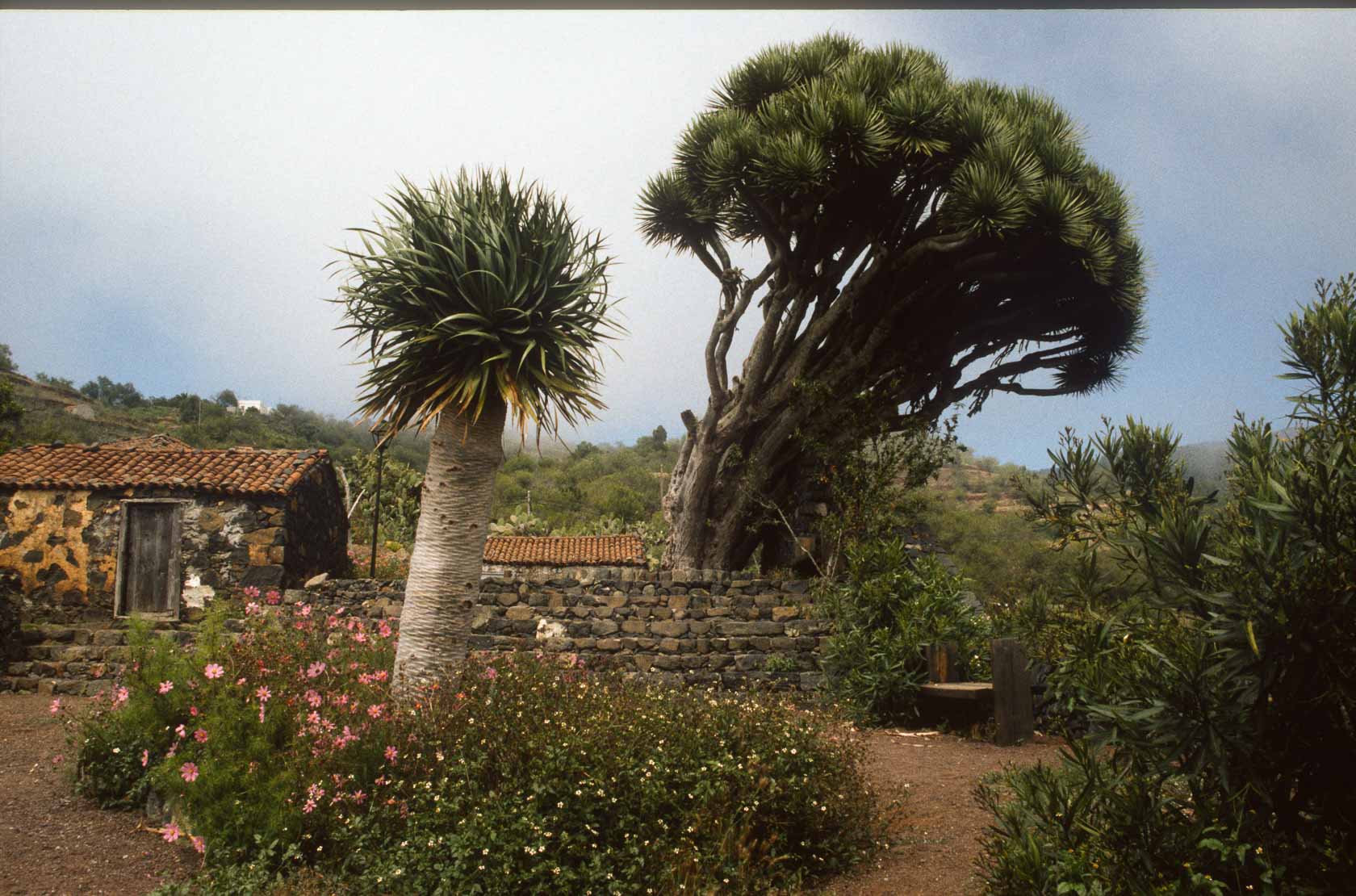 <span style="font-family: Verdana; font-size: 16px; color: #FFFFFF;">Drakenbloedboom</span>