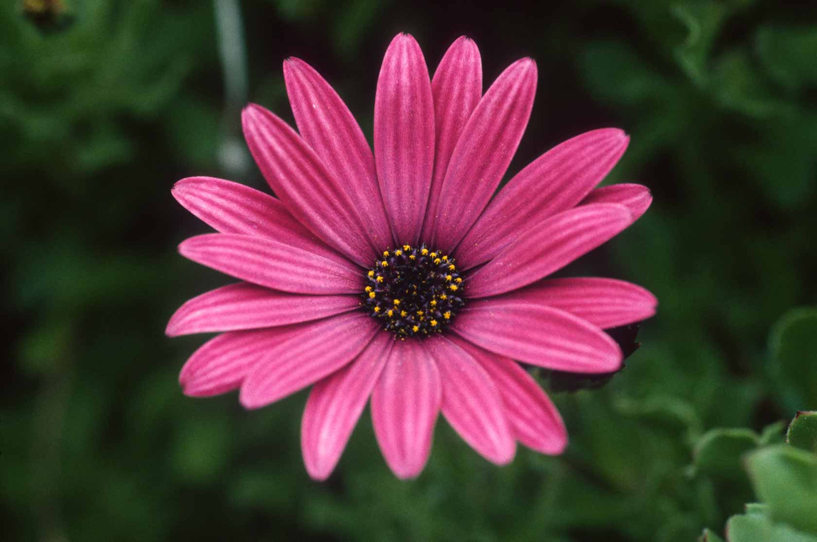<span style="font-family: Verdana; font-size: 16px; color: #FFFFFF;">Afrikaanse daisy</span>