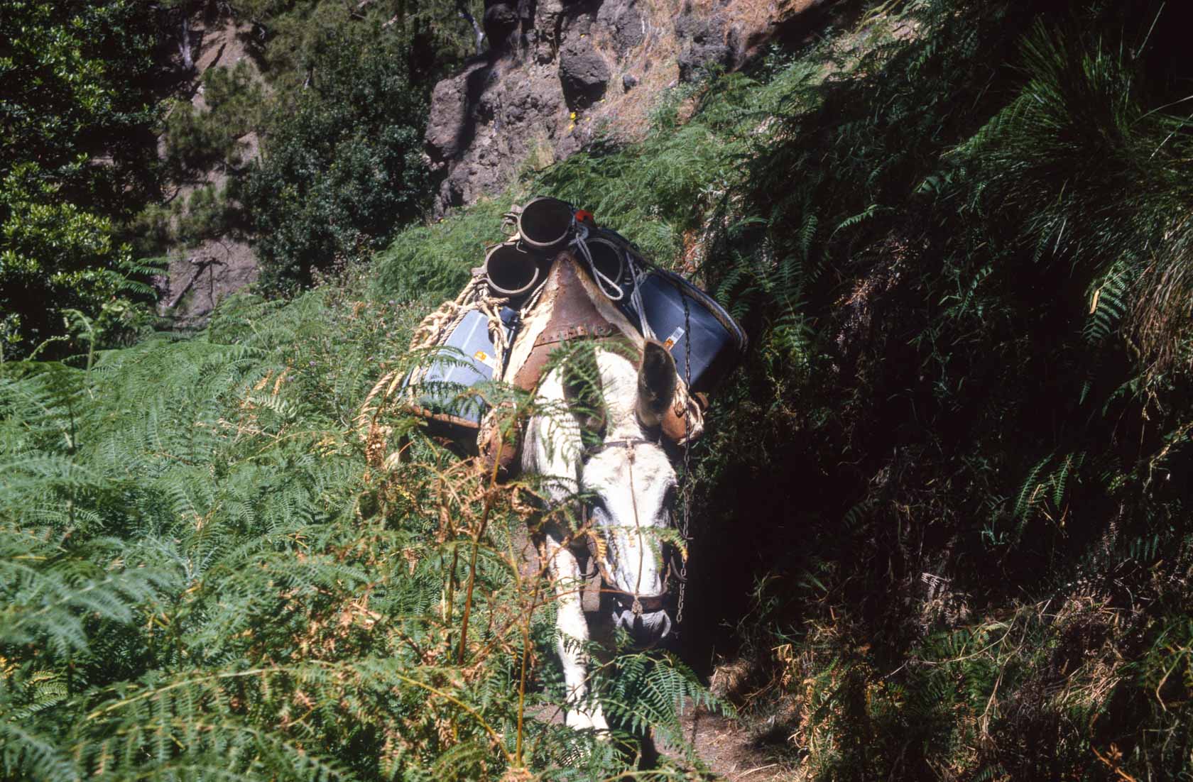 <span style="font-family: Verdana; font-size: 16px; color: #FFFFFF;">Caldera de taburiente</span>