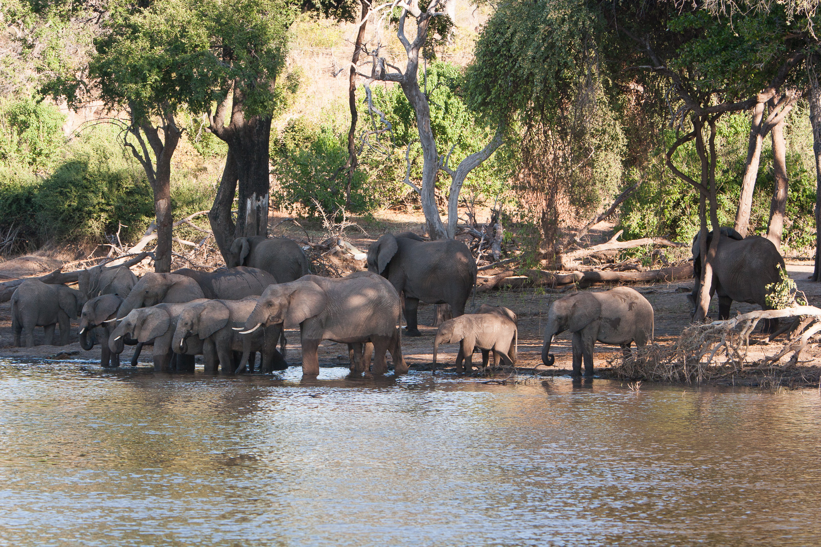 <span style="font-family: Verdana; font-size: 16px; color: #FFFFFF;">Olifanten aan de oever van de Chobe rivier</span>