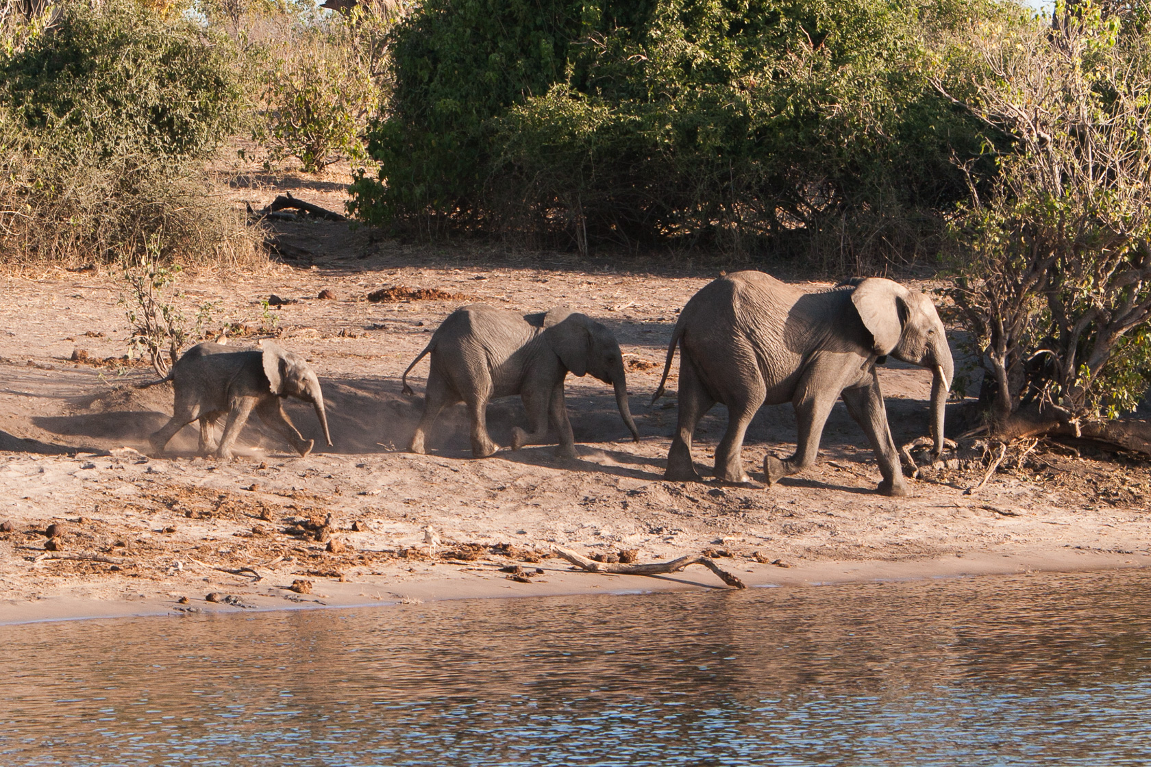 <span style="font-family: Verdana; font-size: 16px; color: #FFFFFF;">Olifanten aan de oever van de Chobe rivier</span>