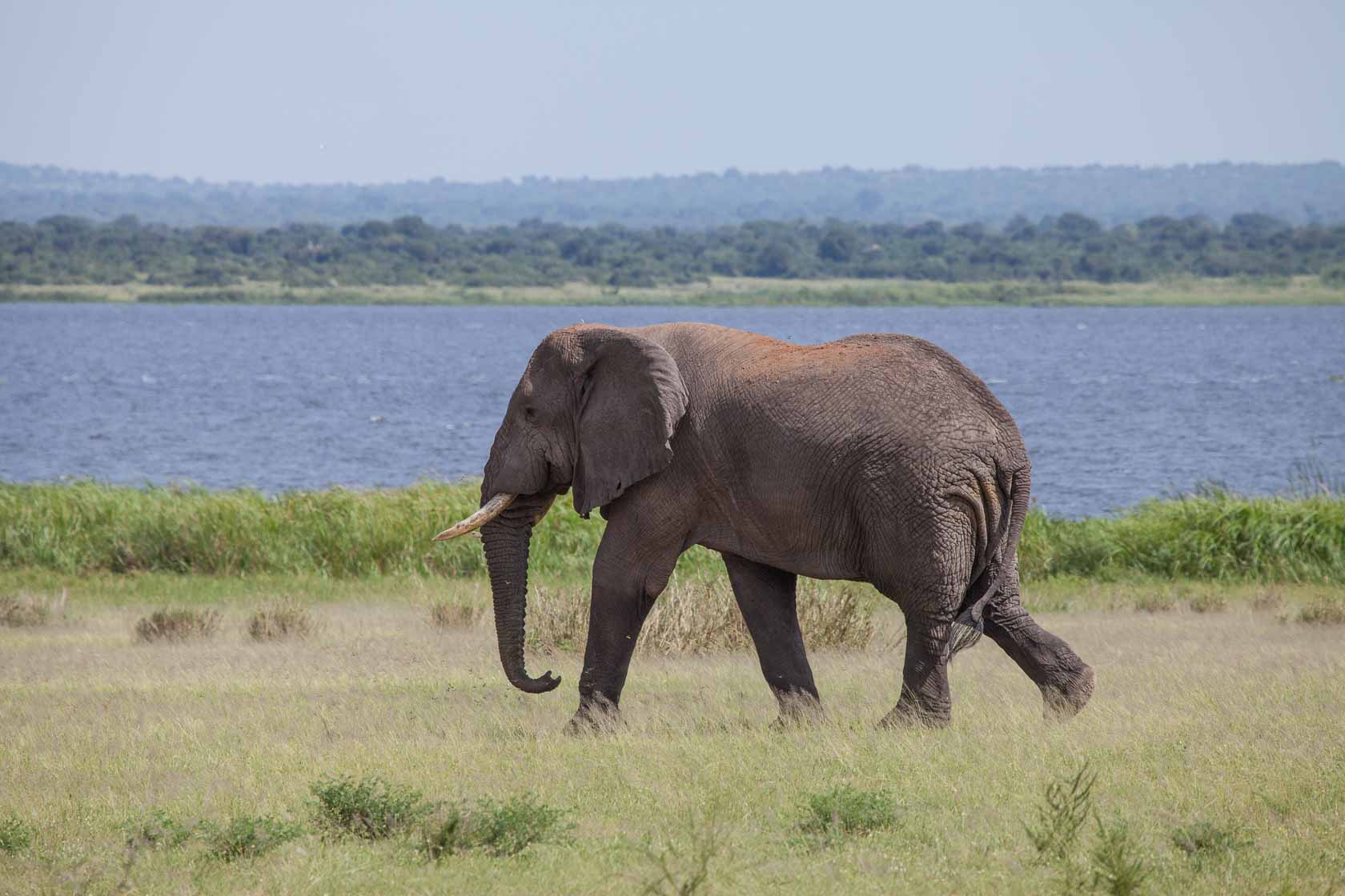 <span style="font-family: Verdana; font-size: 16px; color: #FFFFFF;">Olifant</span>