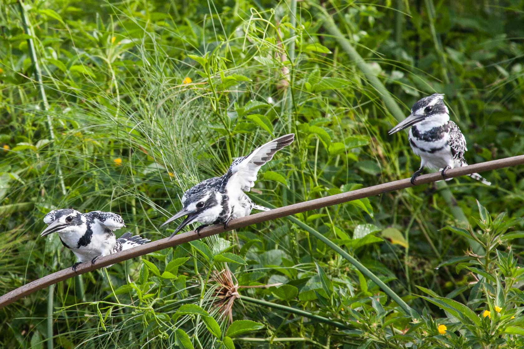 <span style="font-family: Verdana; font-size: 16px; color: #FFFFFF;">Bonte ijsvogel, Murchison Falls NP, Uganda</span>
