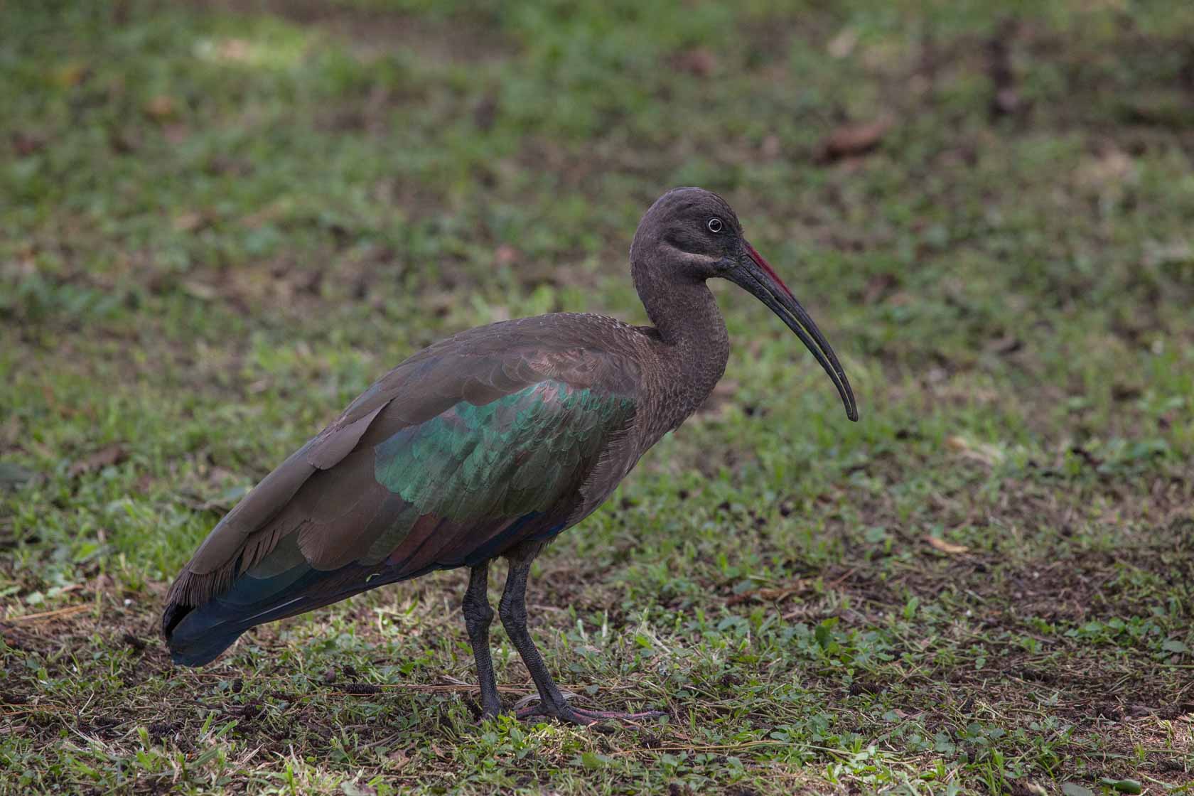 <span style="font-family: Verdana; font-size: 16px; color: #FFFFFF;">Hadada ibis, Kisoro, Uganda</span>