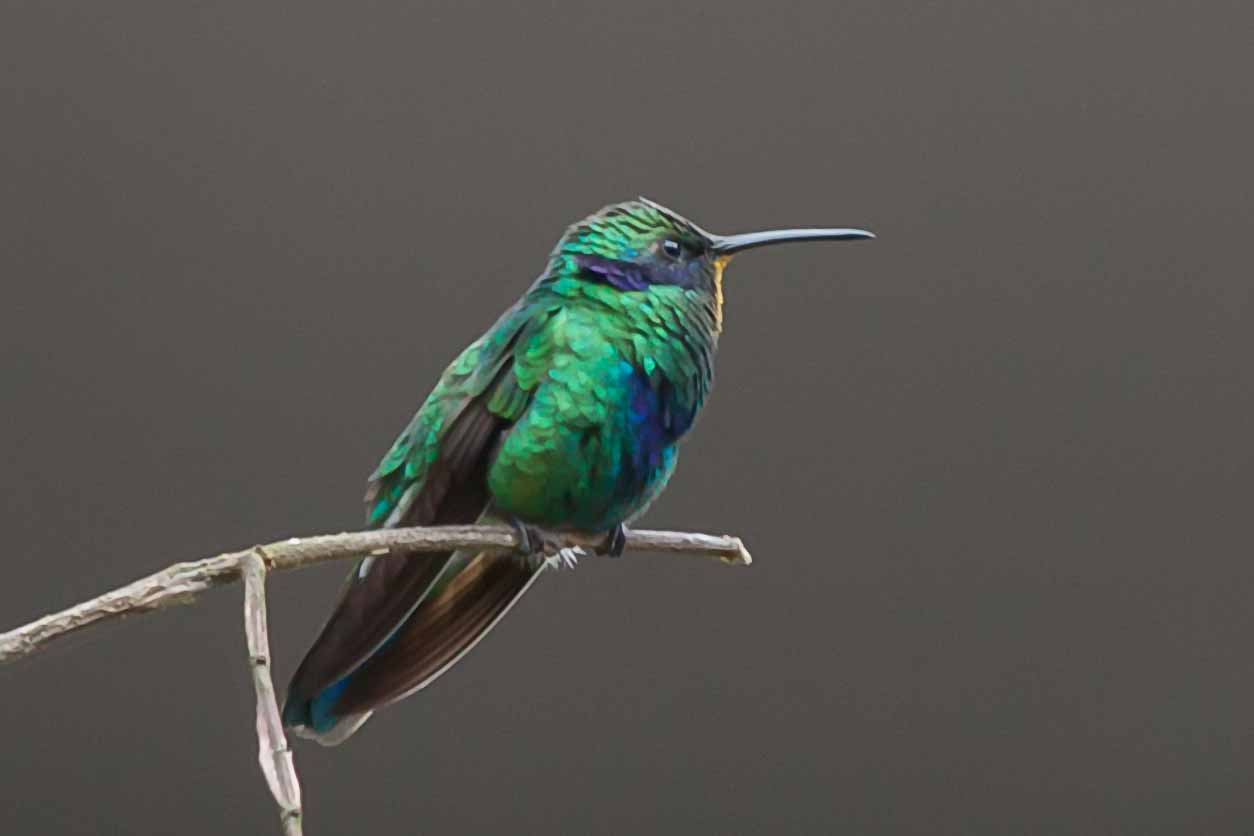 <span style="font-family: Verdana; font-size: 16px; color: #FFFFFF;">Kolibri</span>
