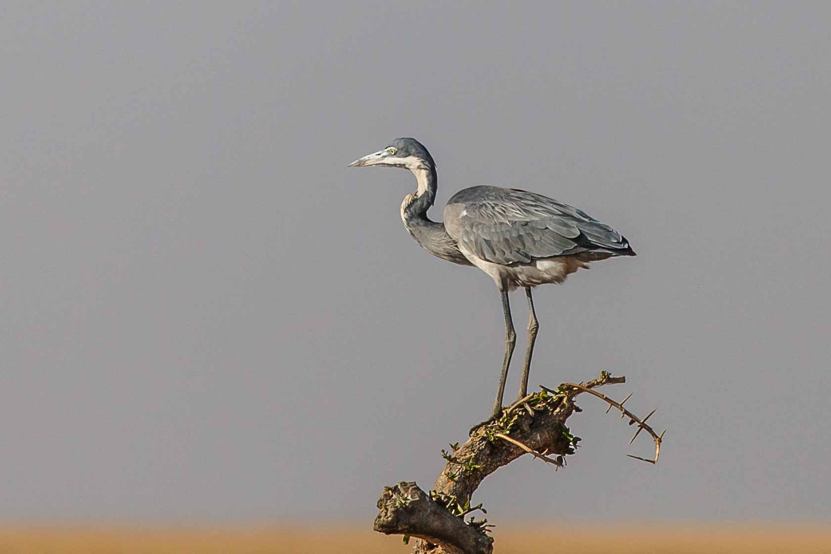 <span style="font-family: Verdana; font-size: 16px; color: #FFFFFF;">Zwartkopreiger, Serengeti, Tanzania</span>