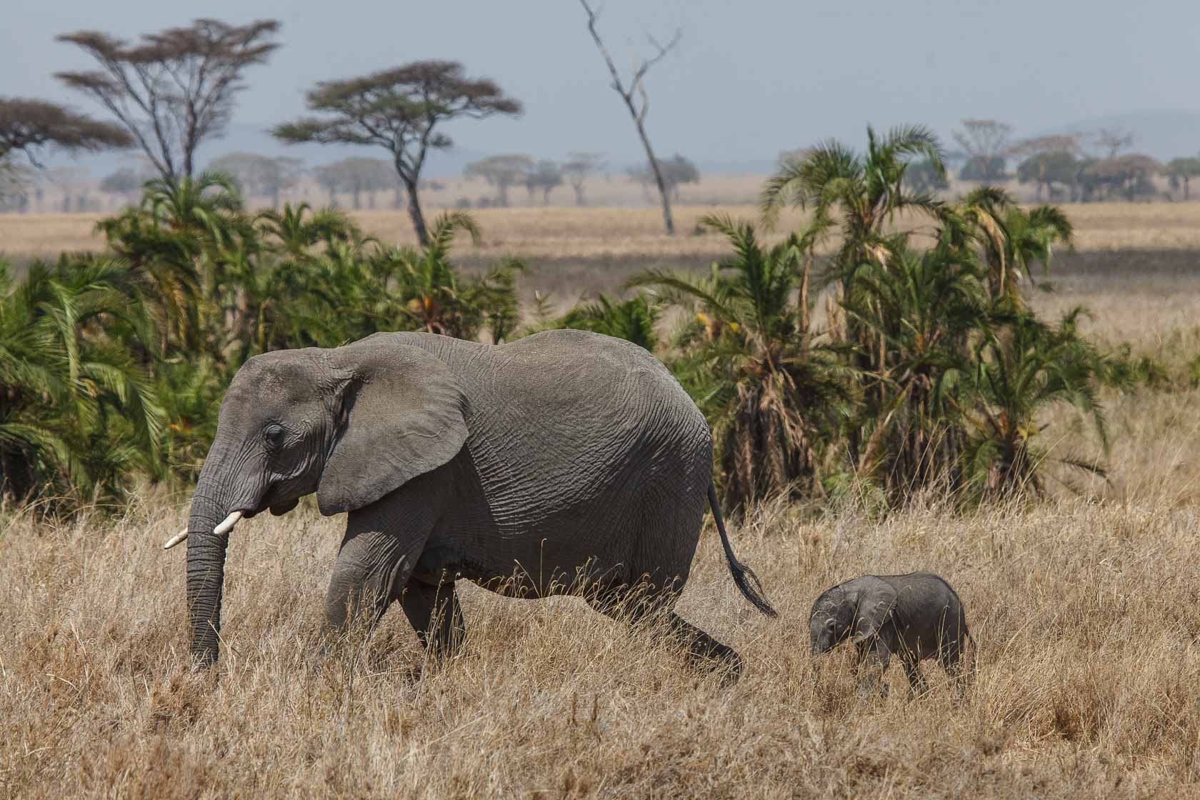 <span style="font-family: Verdana; font-size: 16px; color: #FFFFFF;">Olifant, Serengeti, Tanzania</span>