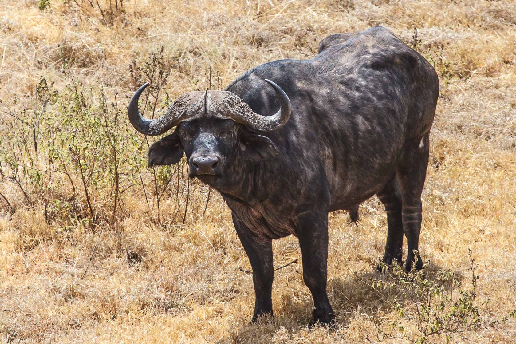 <span style="font-family: Verdana; font-size: 16px; color: #FFFFFF;">Buffel, Ngorogoro krater, Tanzania</span>