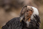 Andescondor, Condorpark, Ecuador