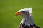 Amerikaanse zeearend, Hoenderdaell